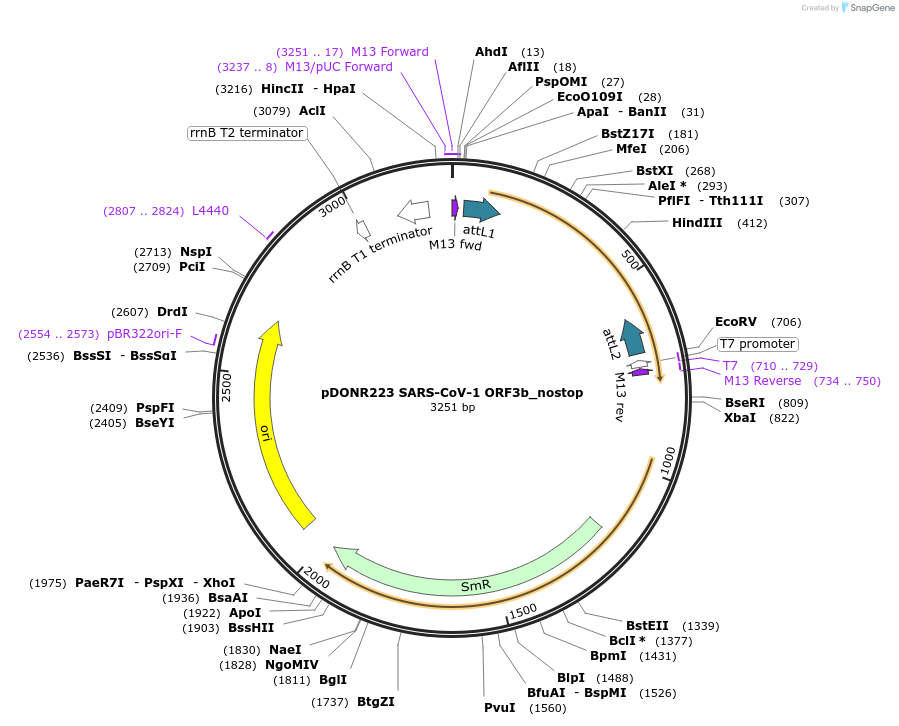 168534-plasmid-map-sequence-id-333704