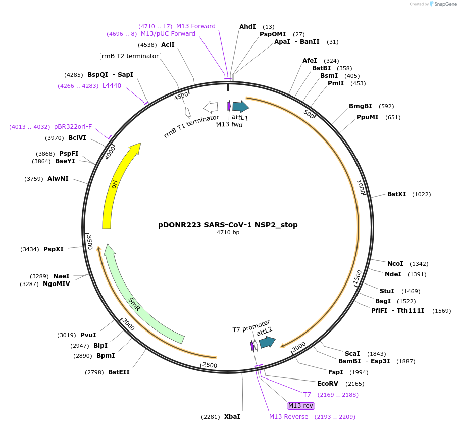 168545-plasmid-map-sequence-id-333706