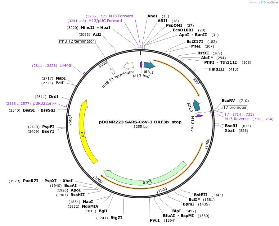 168560-plasmid-map-sequence-id-333712