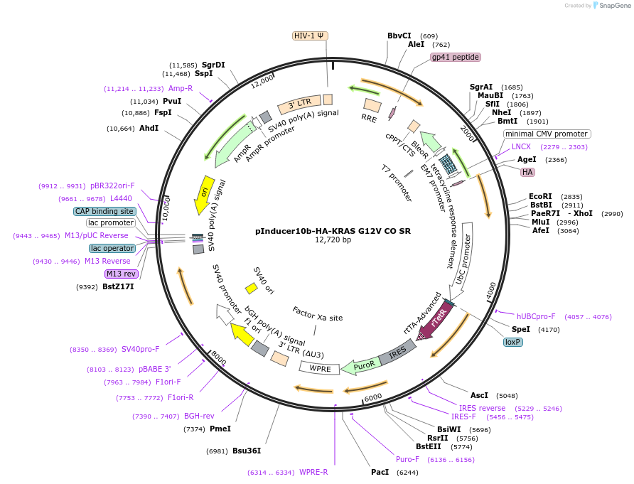 164928-plasmid-map-sequence-id-333719