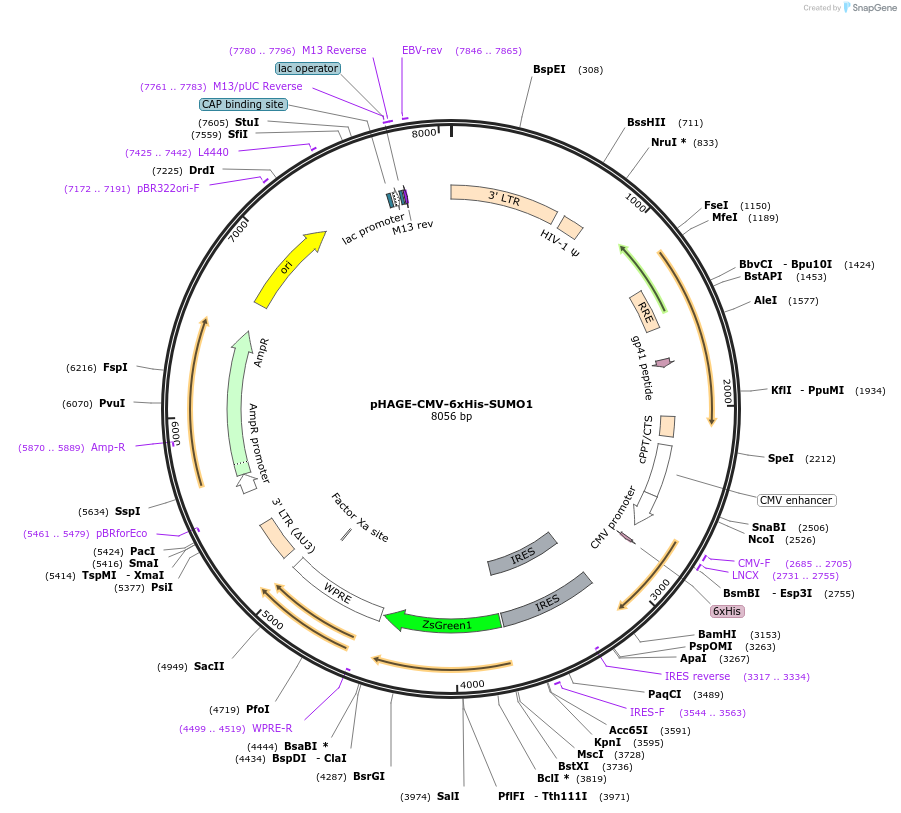 164939-plasmid-map-sequence-id-333745