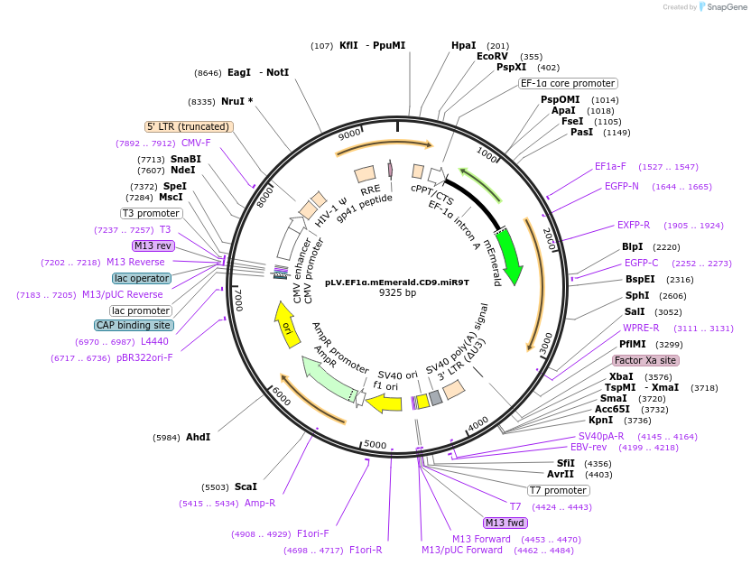 170452-plasmid-map-sequence-id-333752