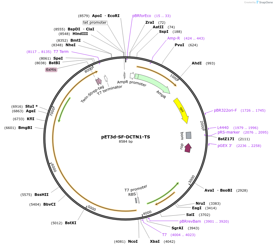 169375-plasmid-map-sequence-id-333771