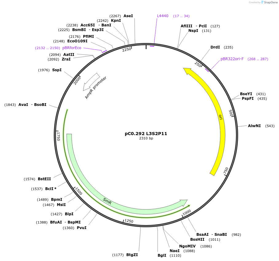 162353-plasmid-map-sequence-id-333789