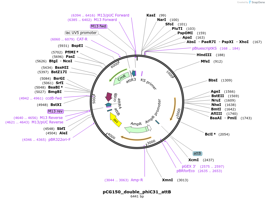 169693-plasmid-map-sequence-id-333794