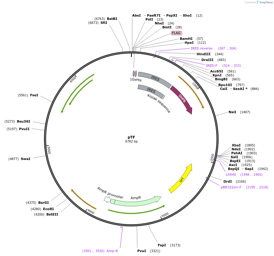 162784-plasmid-map-sequence-id-333800