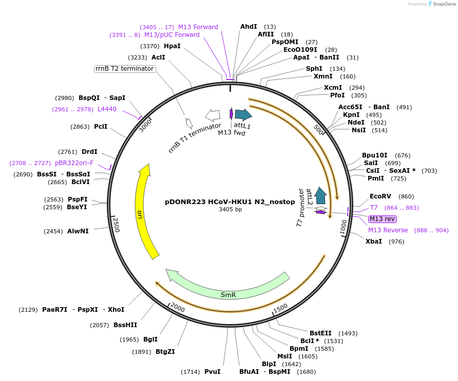168586-plasmid-map-sequence-id-333809
