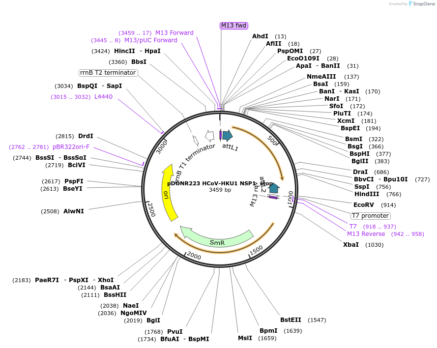 168587-plasmid-map-sequence-id-333810