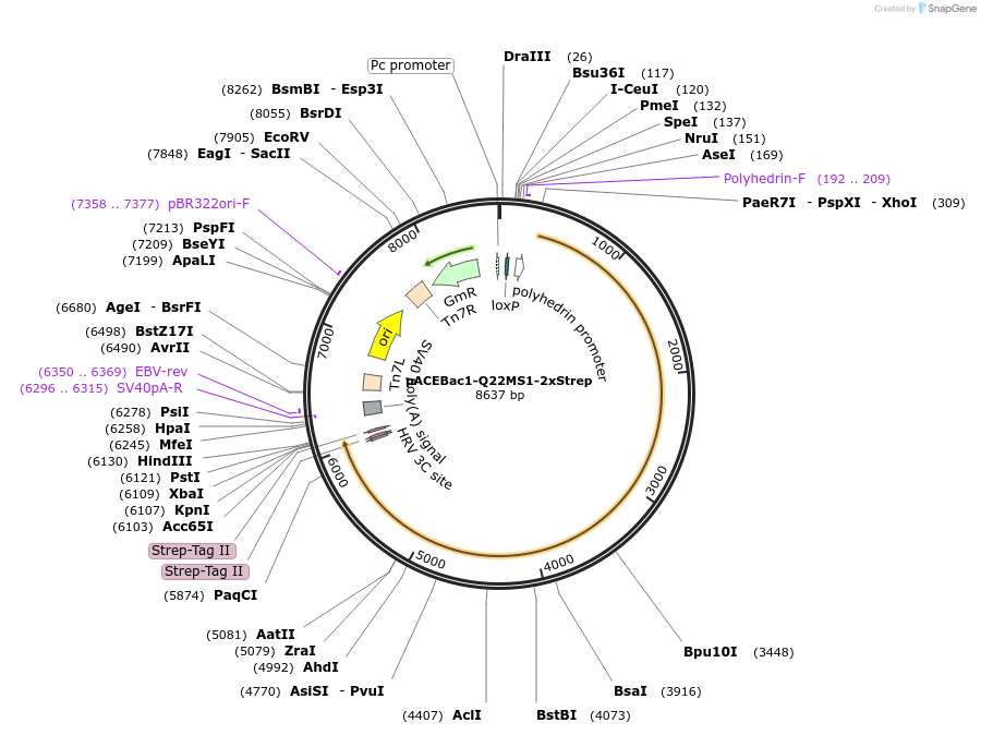 170314-plasmid-map-sequence-id-333813