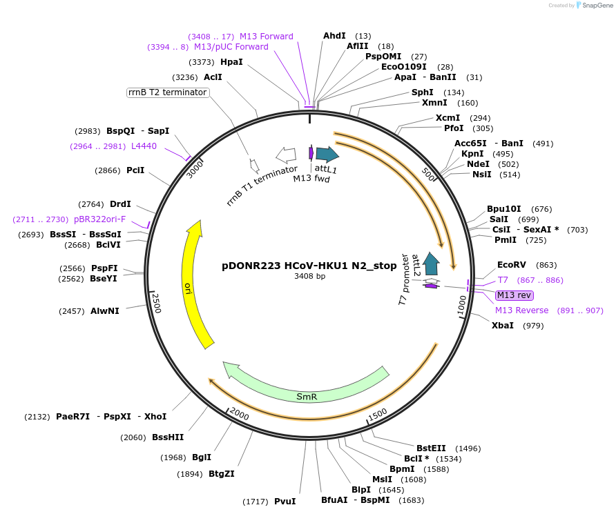 168605-plasmid-map-sequence-id-333814