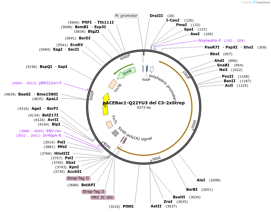 170316-plasmid-map-sequence-id-333816