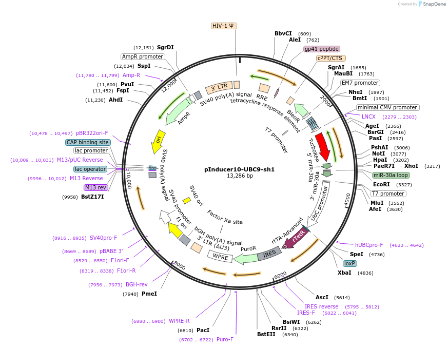 168986-plasmid-map-sequence-id-333868
