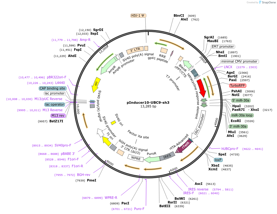 168987-plasmid-map-sequence-id-333869