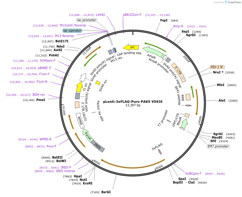 167179-plasmid-map-sequence-id-333876