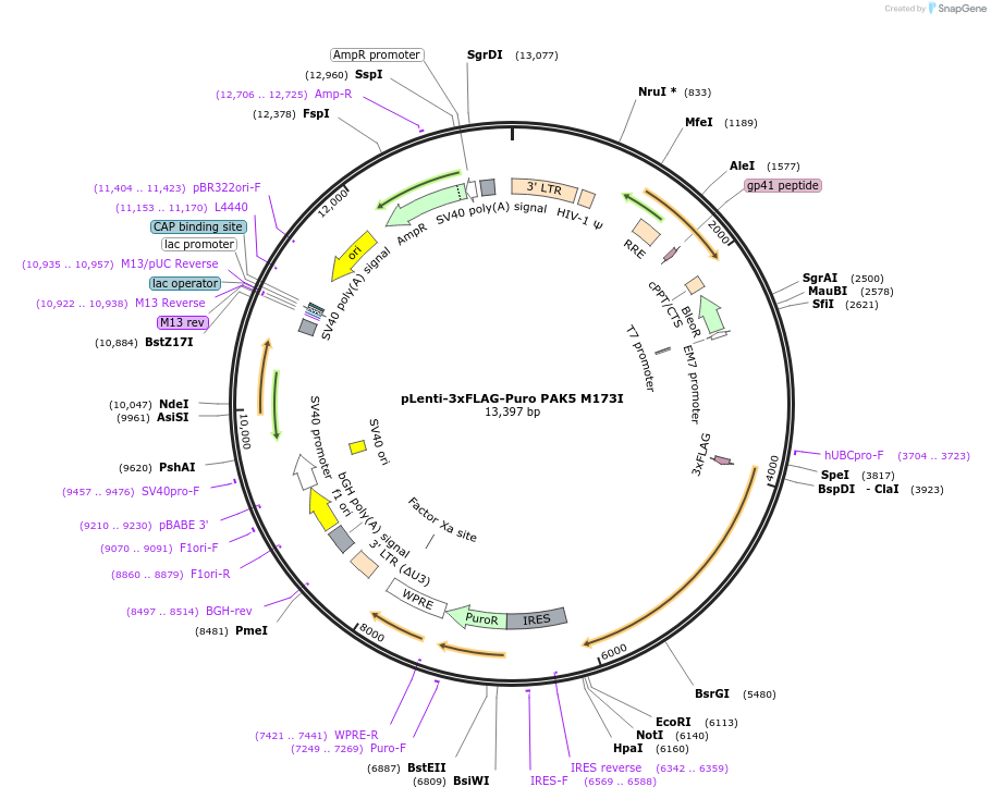 167192-plasmid-map-sequence-id-333881