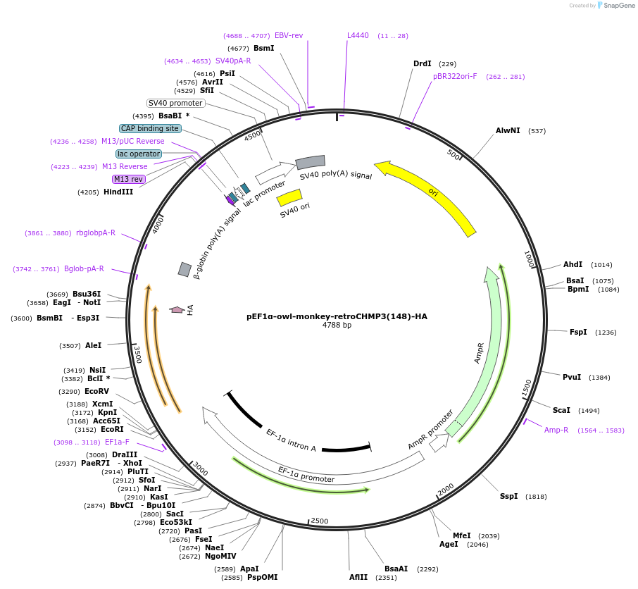154252-plasmid-map-sequence-id-333885