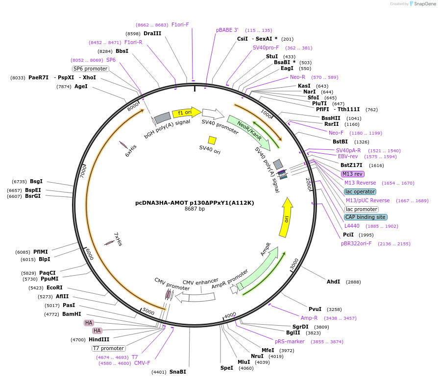 166715-plasmid-map-sequence-id-333887
