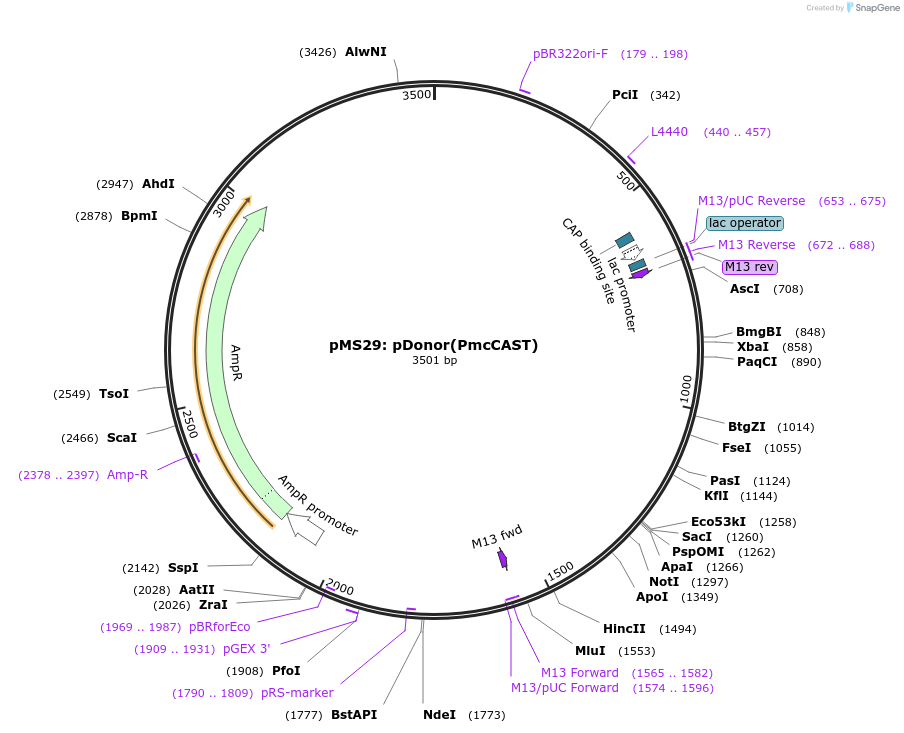 168162-plasmid-map-sequence-id-333888
