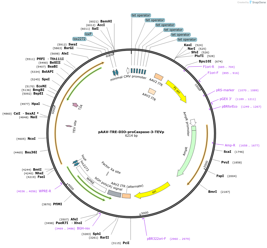 166607-plasmid-map-sequence-id-333908