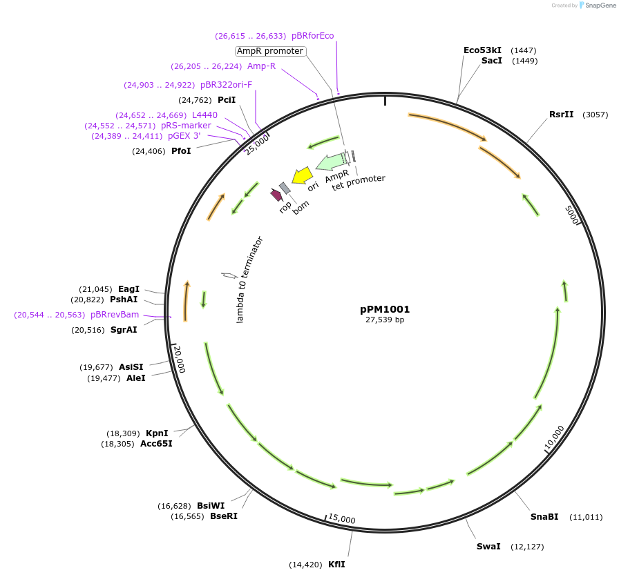 167548-plasmid-map-sequence-id-333912