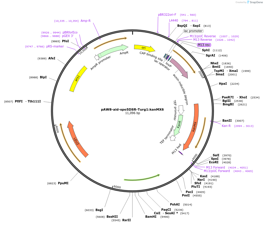 169358-plasmid-map-sequence-id-333930