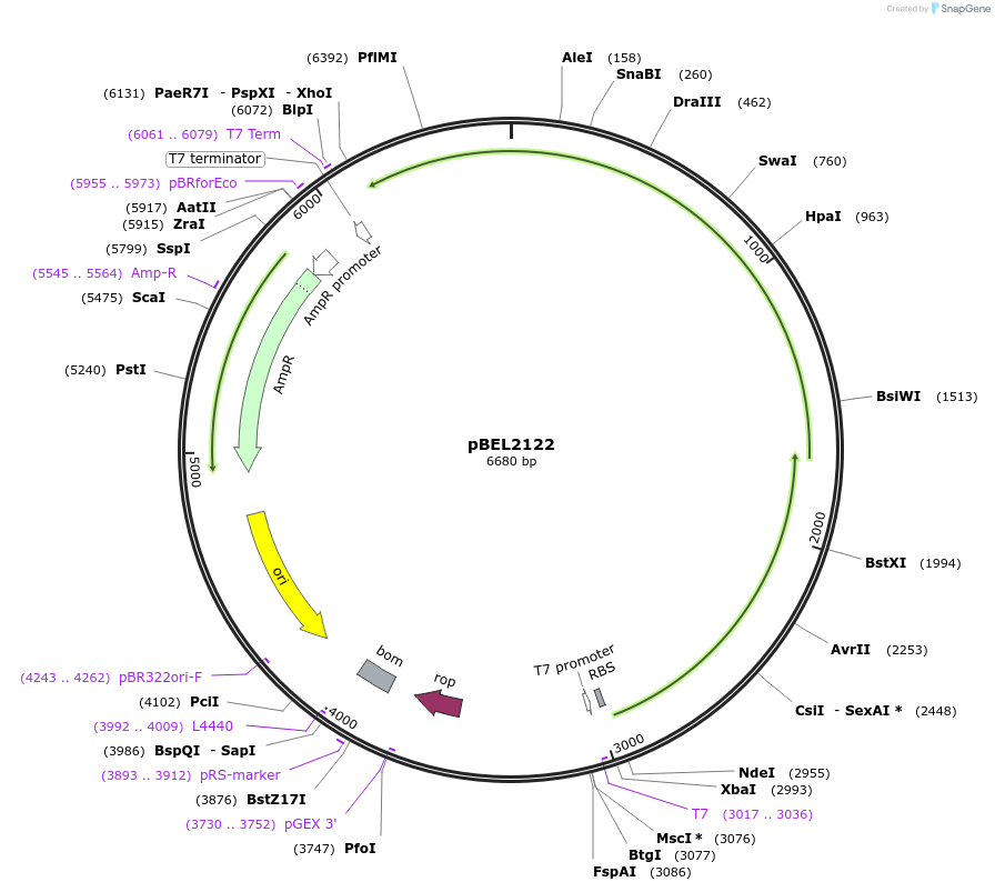 170399-plasmid-map-sequence-id-333943