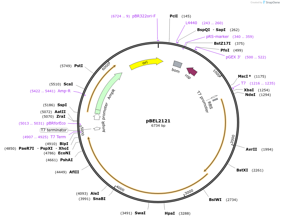 170398-plasmid-map-sequence-id-333944