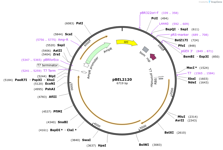 170397-plasmid-map-sequence-id-333946