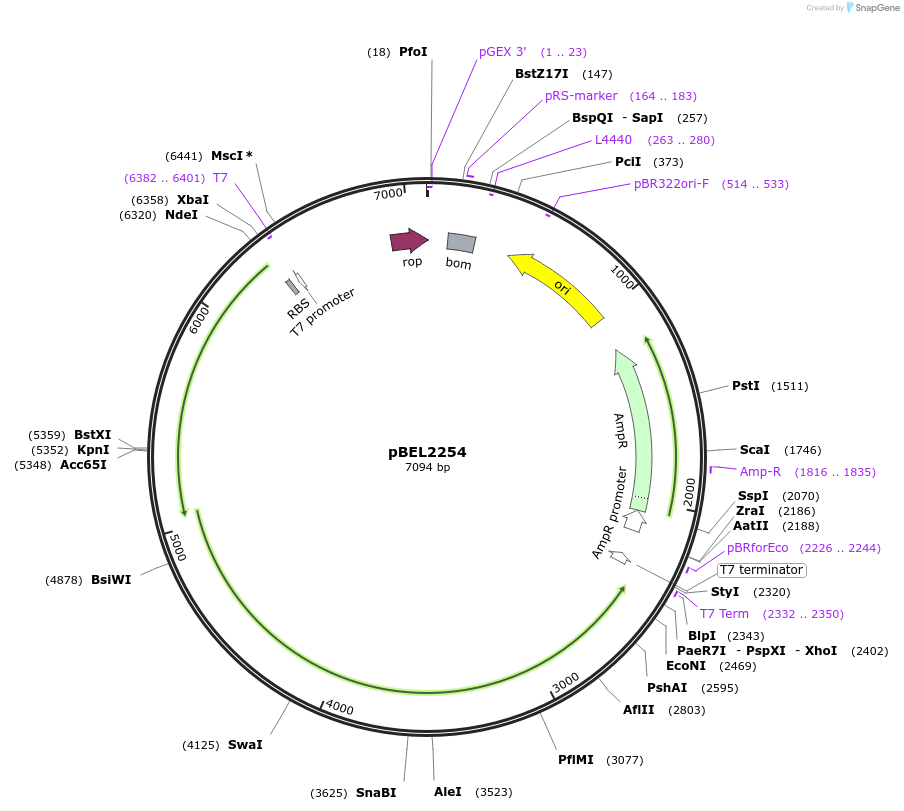 170409-plasmid-map-sequence-id-333947