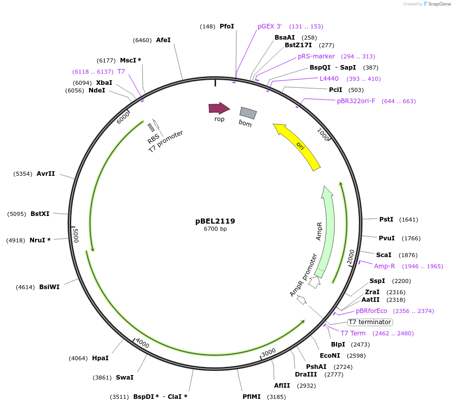 170396-plasmid-map-sequence-id-333952
