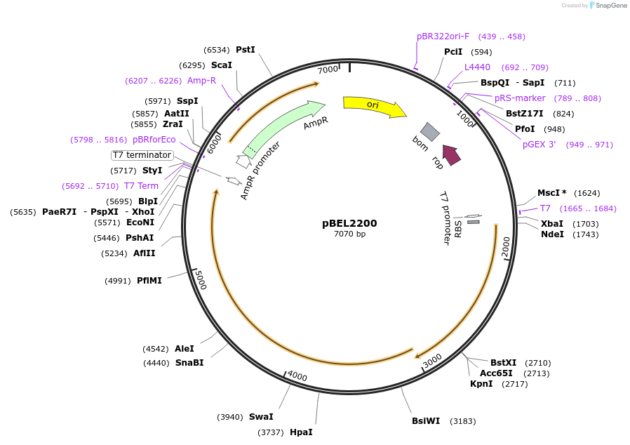 170407-plasmid-map-sequence-id-333955
