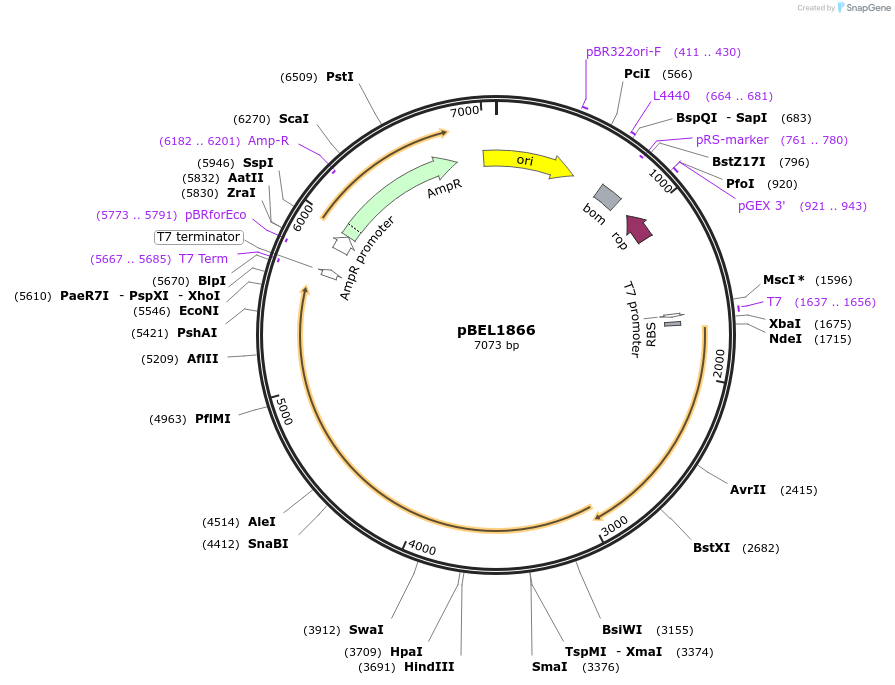 170415-plasmid-map-sequence-id-333956