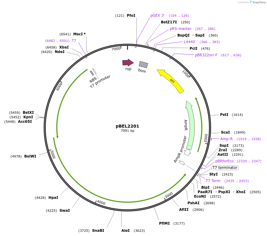 170408-plasmid-map-sequence-id-333957