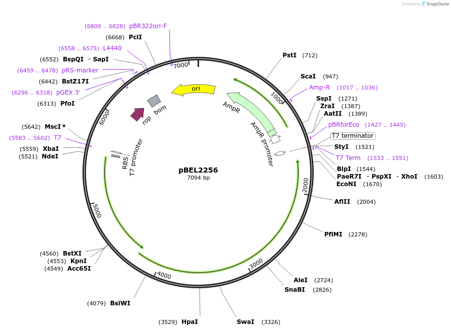 170411-plasmid-map-sequence-id-333958
