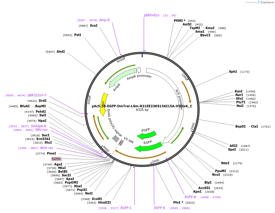 146049-plasmid-map-sequence-id-333964