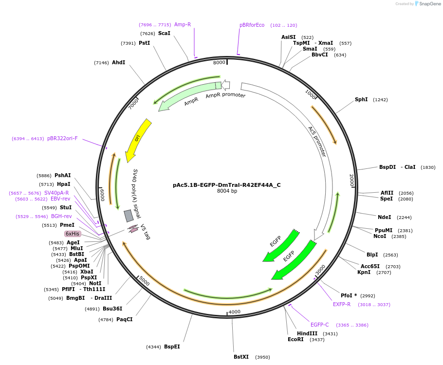 146061-plasmid-map-sequence-id-333965