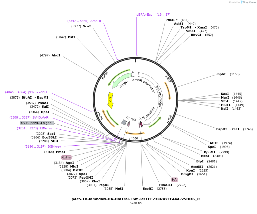146071-plasmid-map-sequence-id-333969