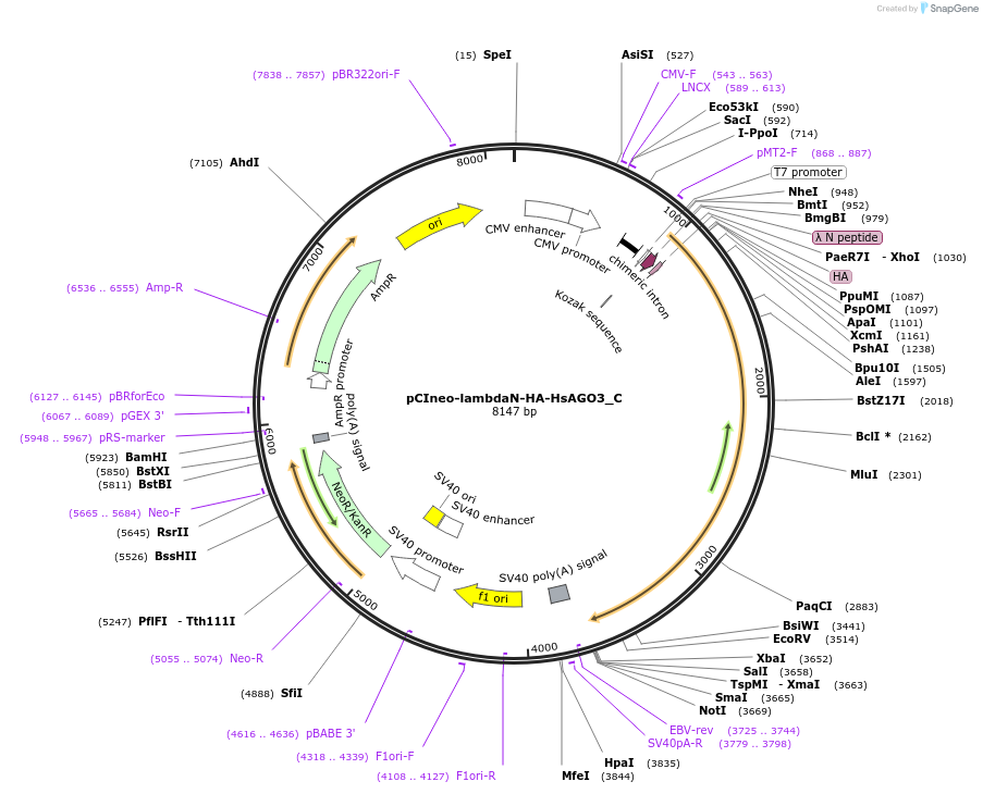 146084-plasmid-map-sequence-id-333971