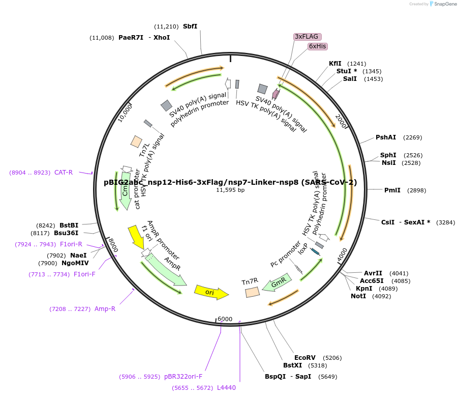 169184-plasmid-map-sequence-id-333981