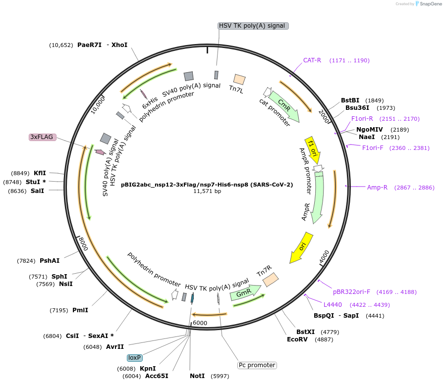 169183-plasmid-map-sequence-id-333983