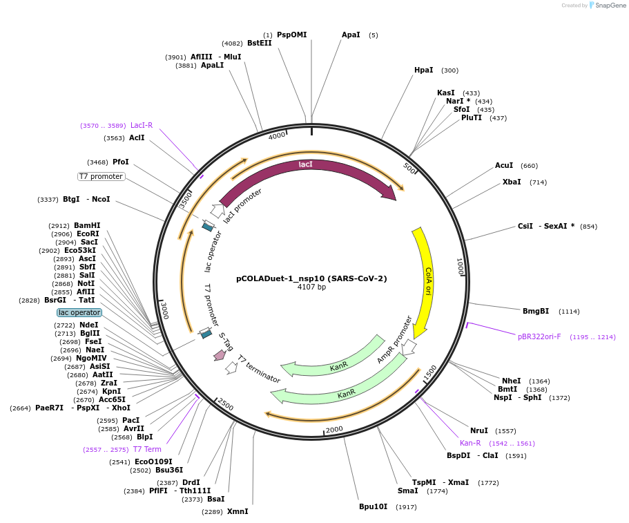 169158-plasmid-map-sequence-id-333996