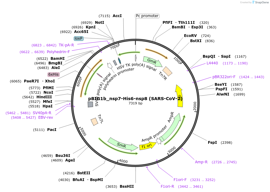 169180-plasmid-map-sequence-id-333998