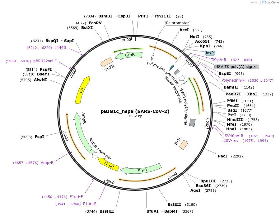 169179-plasmid-map-sequence-id-334000