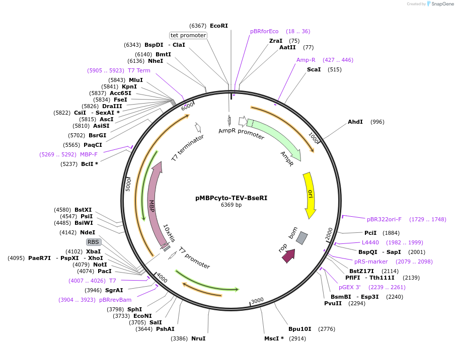 157739-plasmid-map-sequence-id-334003