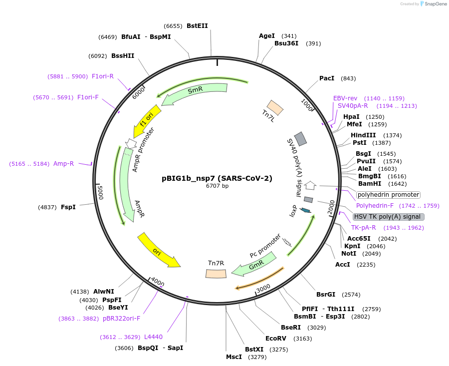 169178-plasmid-map-sequence-id-334004