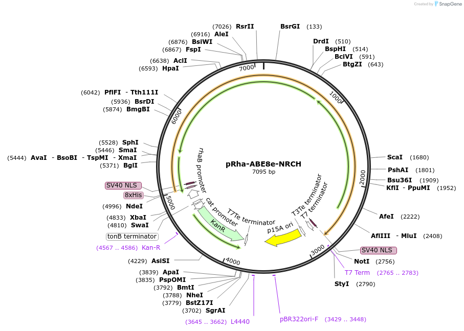 165417-plasmid-map-sequence-id-334014