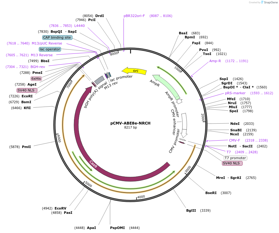 165416-plasmid-map-sequence-id-334022