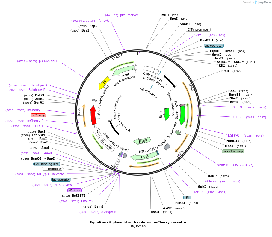 169733-plasmid-map-sequence-id-334140
