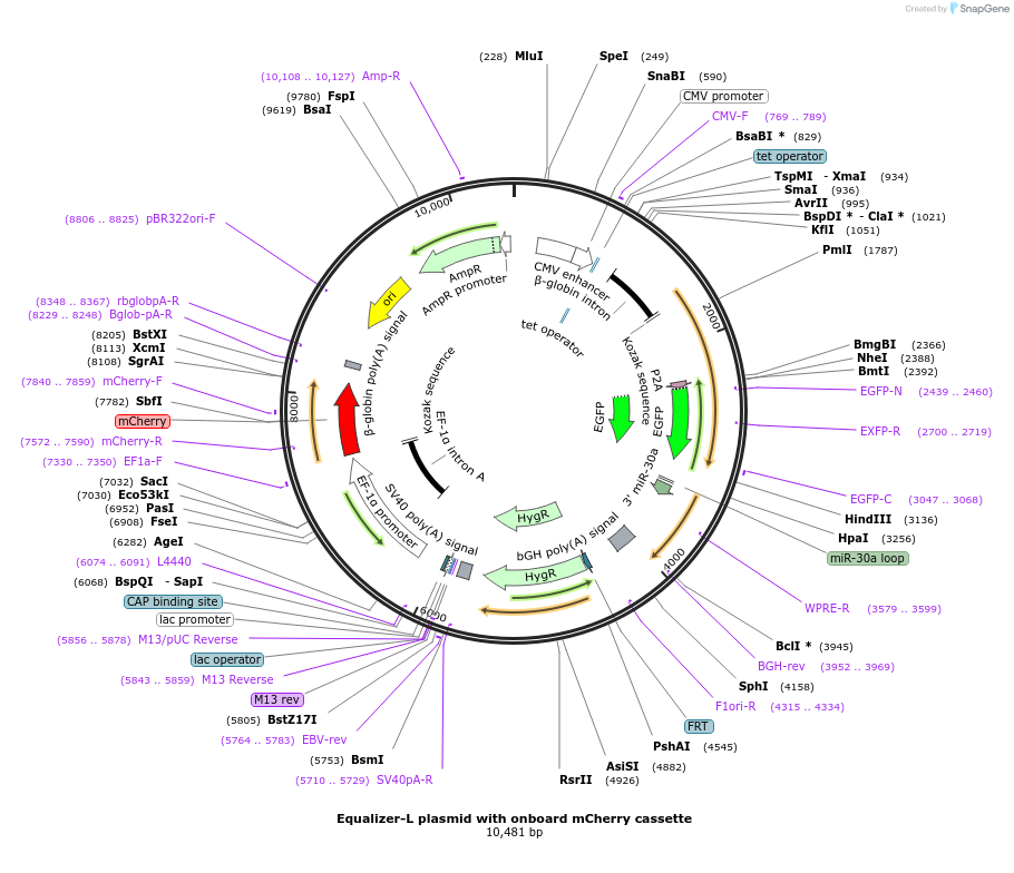 169735-plasmid-map-sequence-id-334142
