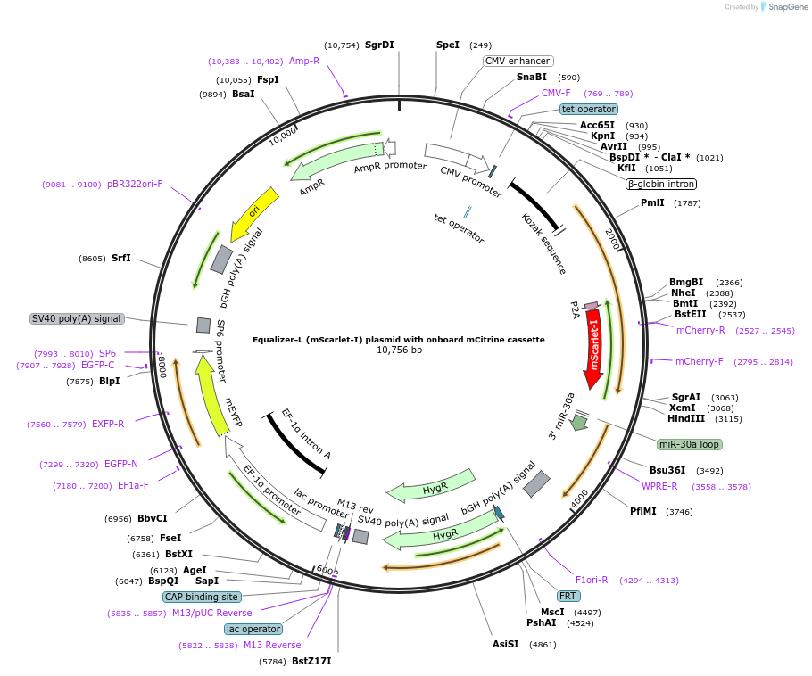 169737-plasmid-map-sequence-id-334143